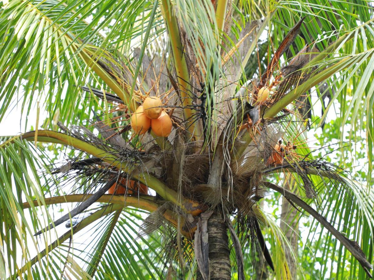 Ruwan Villa Ahangama Ngoại thất bức ảnh